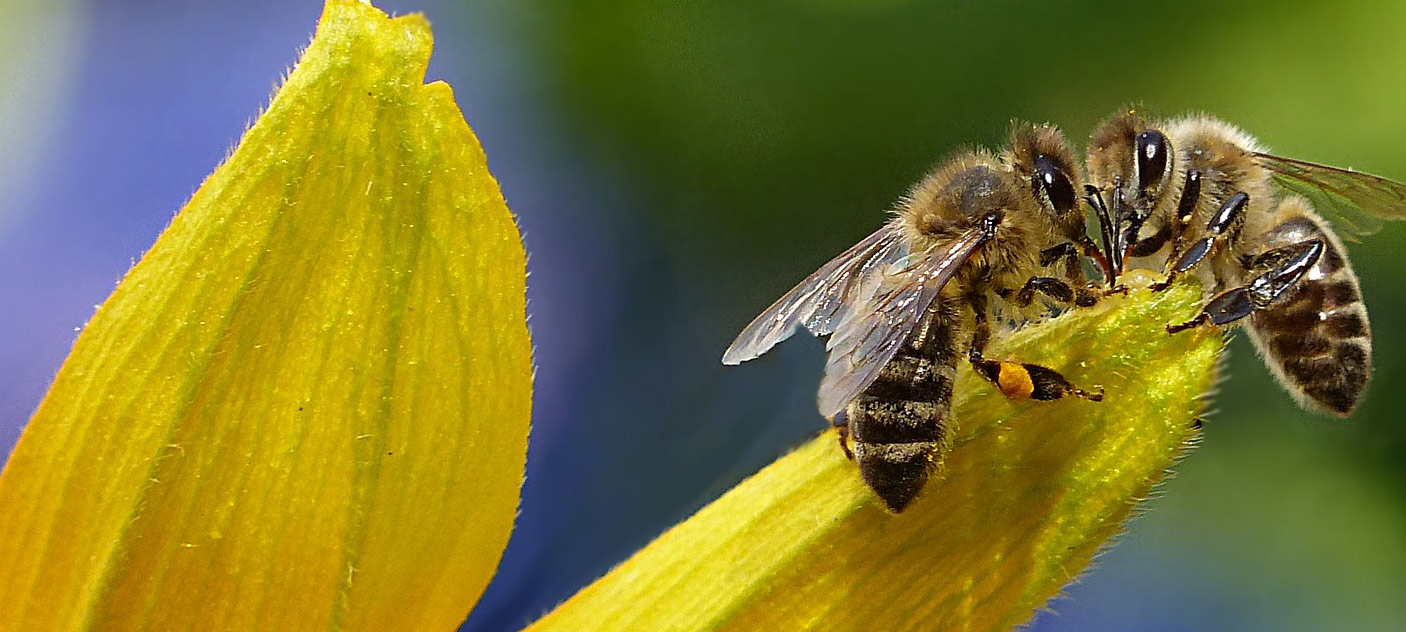 Insekten schützen, Insekten helfen 